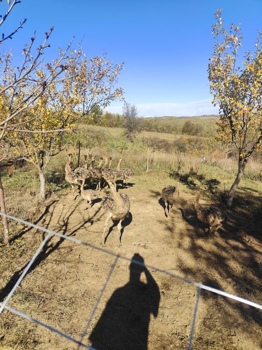 Vând pui de struți