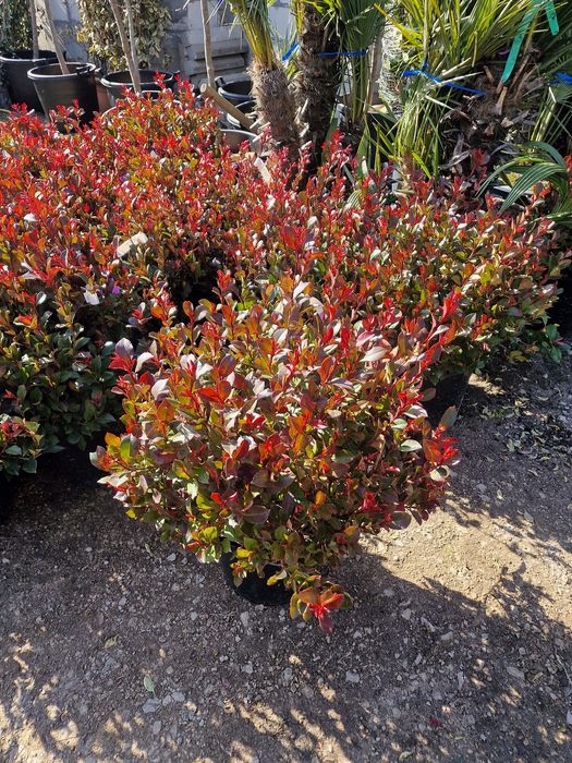 Plante ornamentale exterior si interior ( maslin, palmier, magnolia)