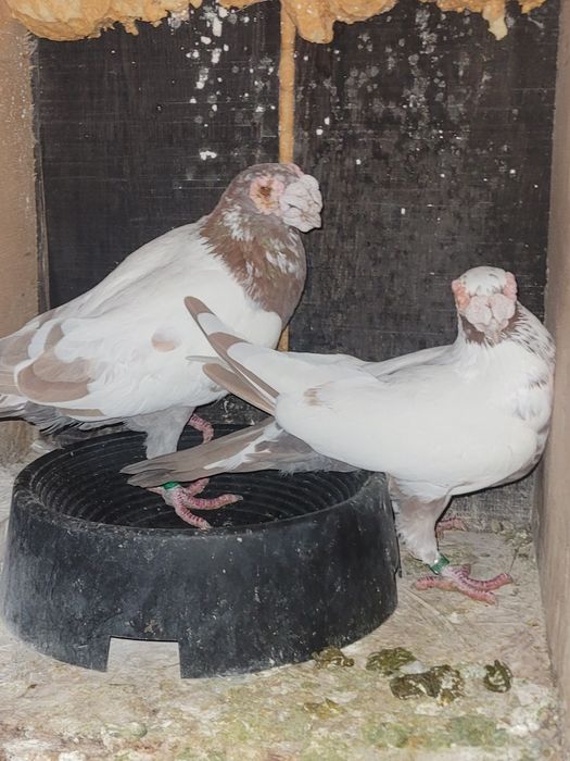 Porumbei voiajori duduros