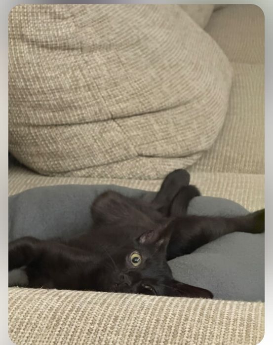 Коте черно (пума)