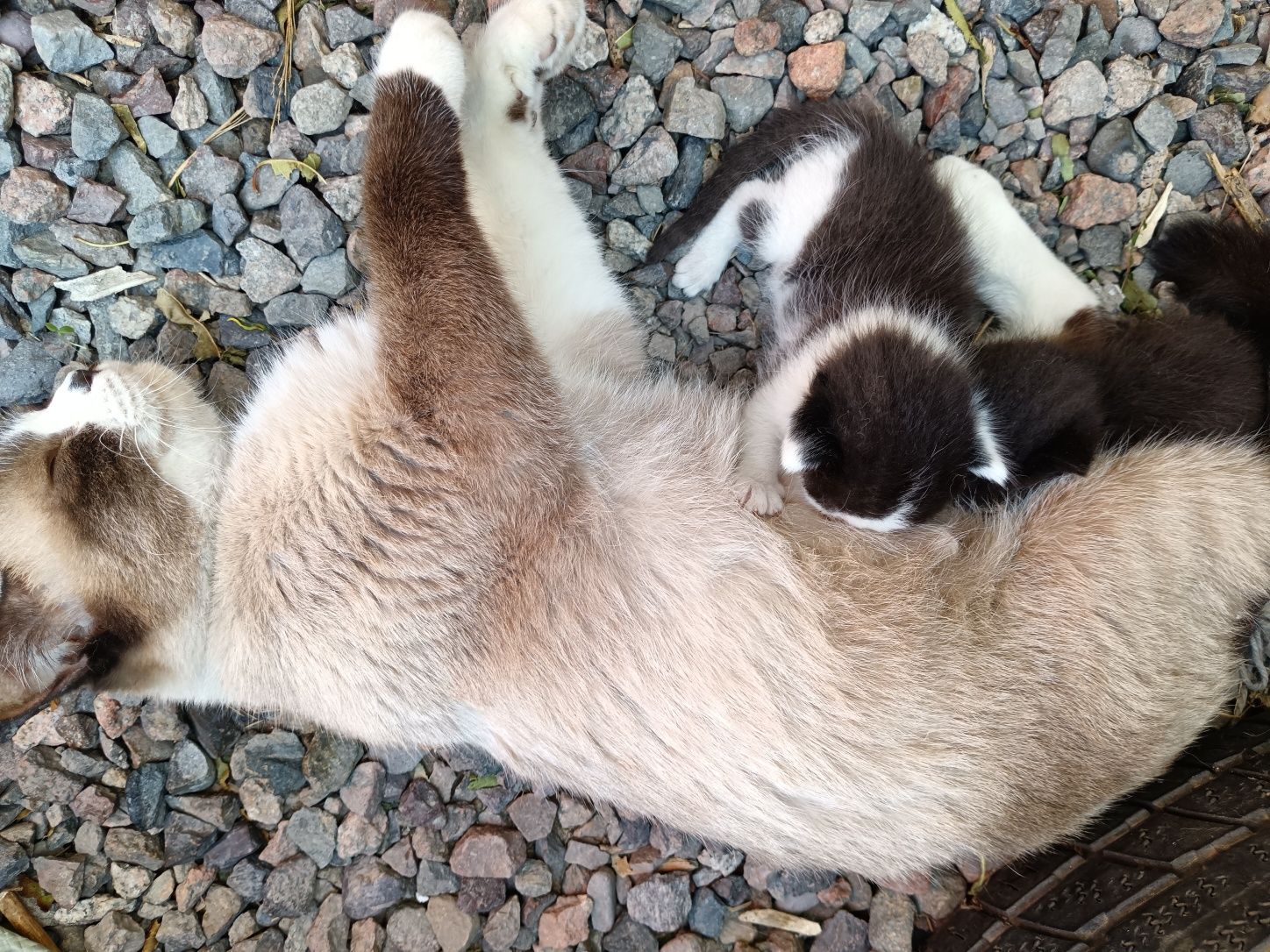 Котяты бесплатно