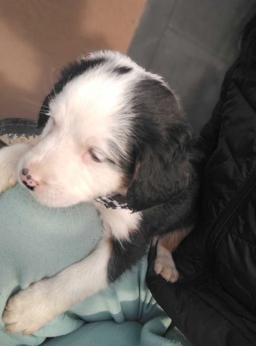 Подарявам най-сладките кученца