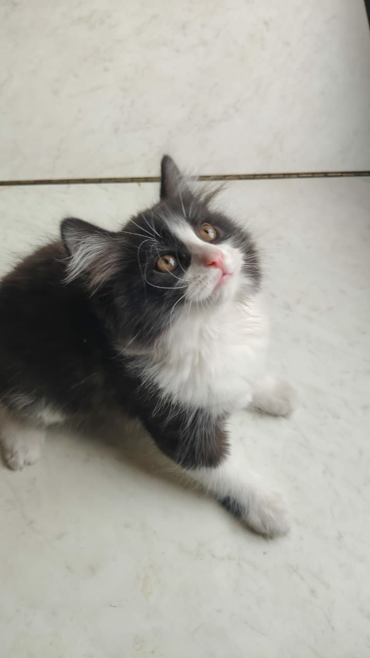 Котенок ищет дом!