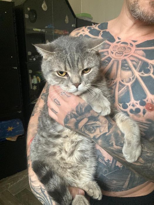 Кот британец крупный кастрированный  ищет дом ! Костанай! Привезем!