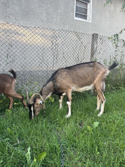 Capra Alpin cu Anglonubian