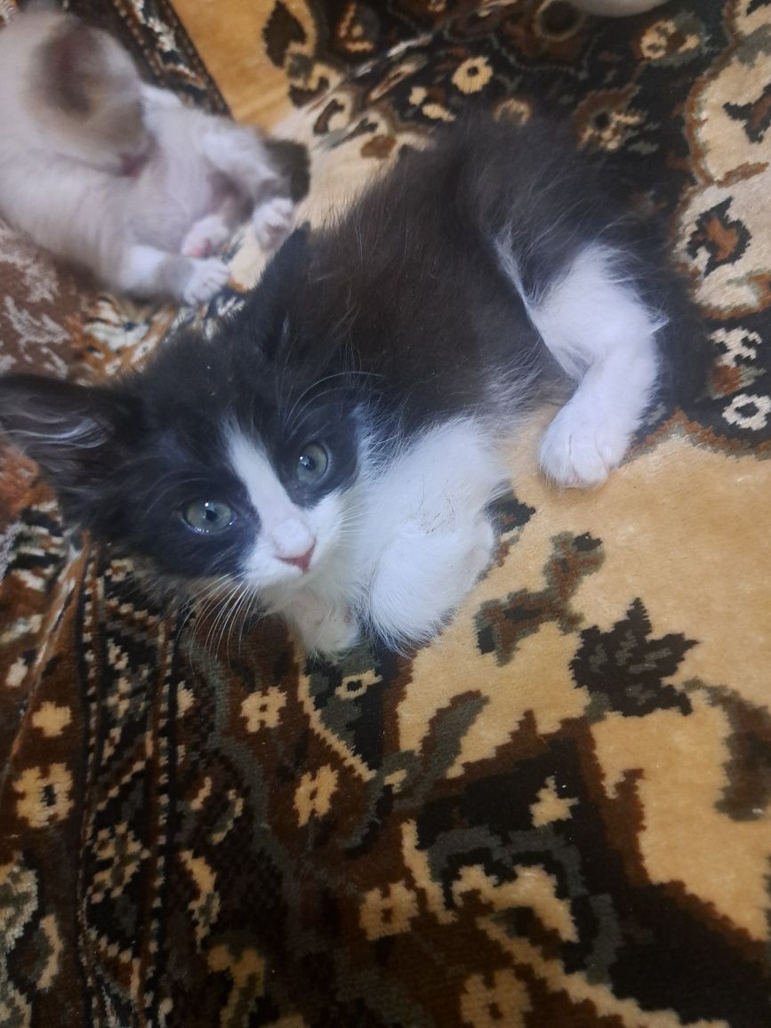 Отдам котят в добрые ,любящие руки.