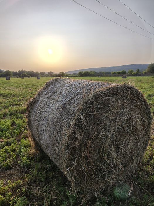 Baloți lucernă 2025