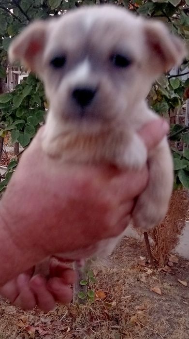 Щенки в добрые руки Ташкент