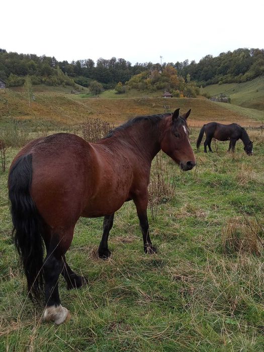 Vând doi cai frumoși.