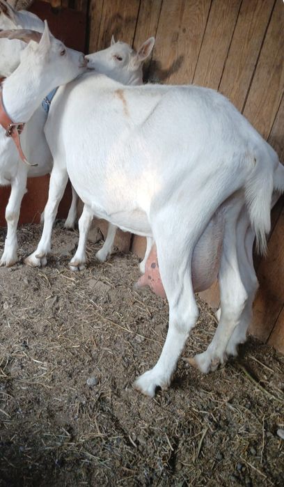 Capră Sannen 3-4litri la zi a 3 fatare 1600lei