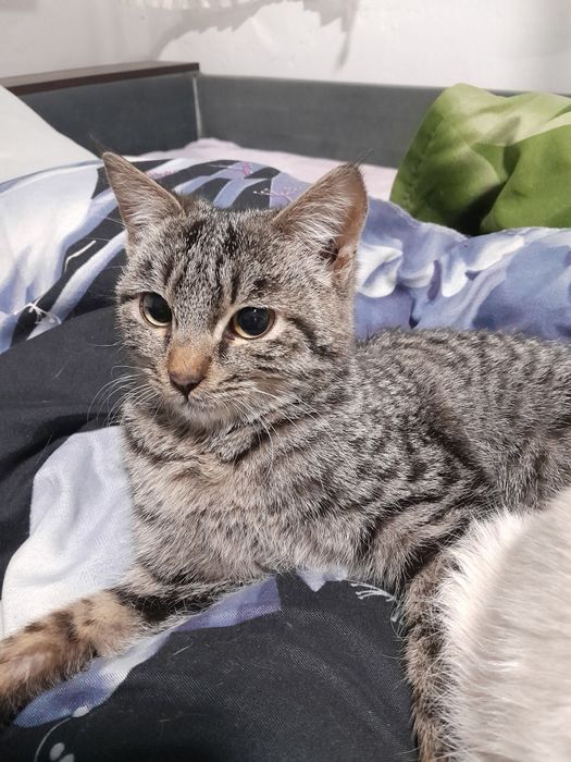 Три   котенка в добрые руки