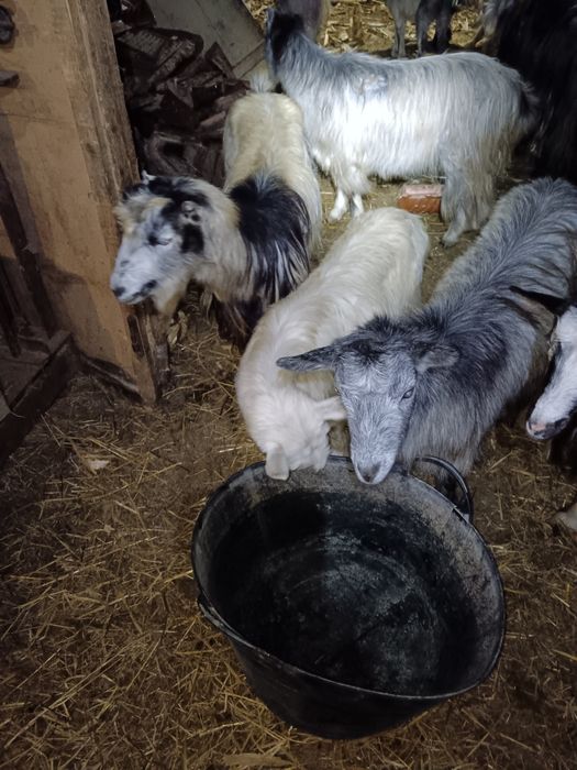 Capre carpatine tinere