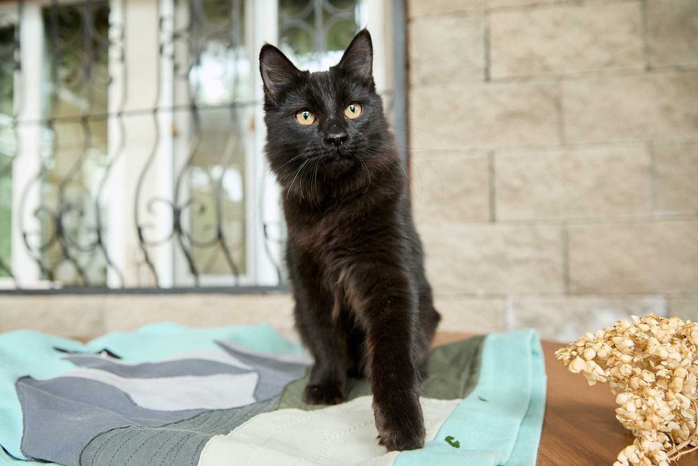 Ласковый пушистый котенок, 6 месяцев, мальчик