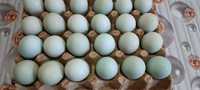 Продаются зелёные яйца для инкубации  курей породы амераукана.