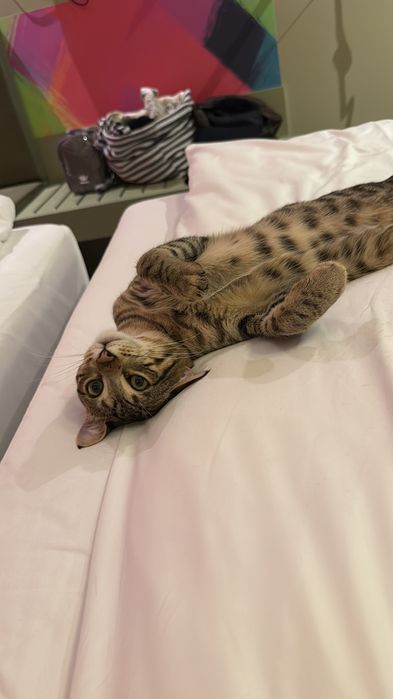 Savannah nu doar o pisică, o experienta de viata