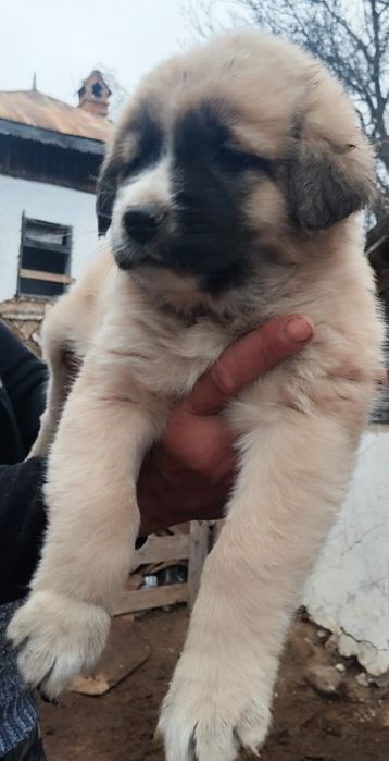 Mascul Ciobanesc caucazian cu pedigree tip A