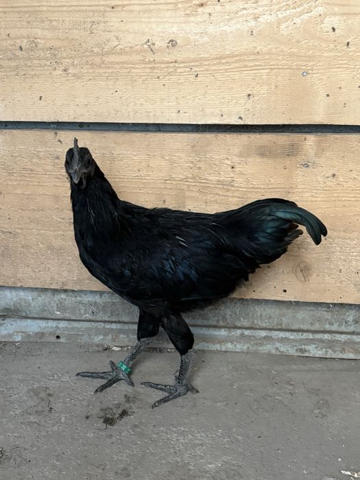Cocos Ayam Cemani