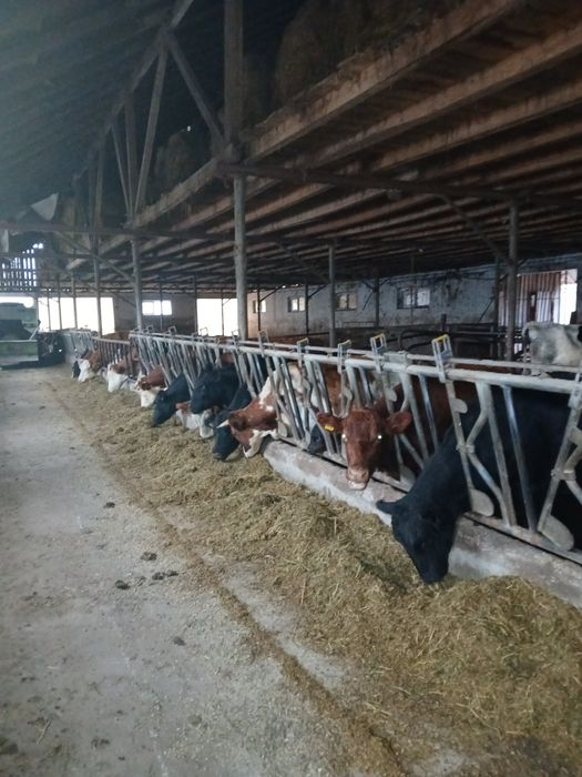 Vând ferma vaci lapte