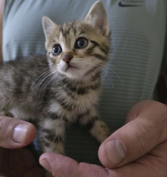 Отдам котёнка бесплатно