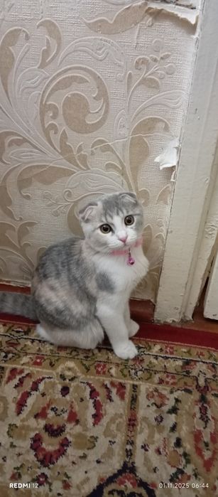 Zotli mushuk sotiladi