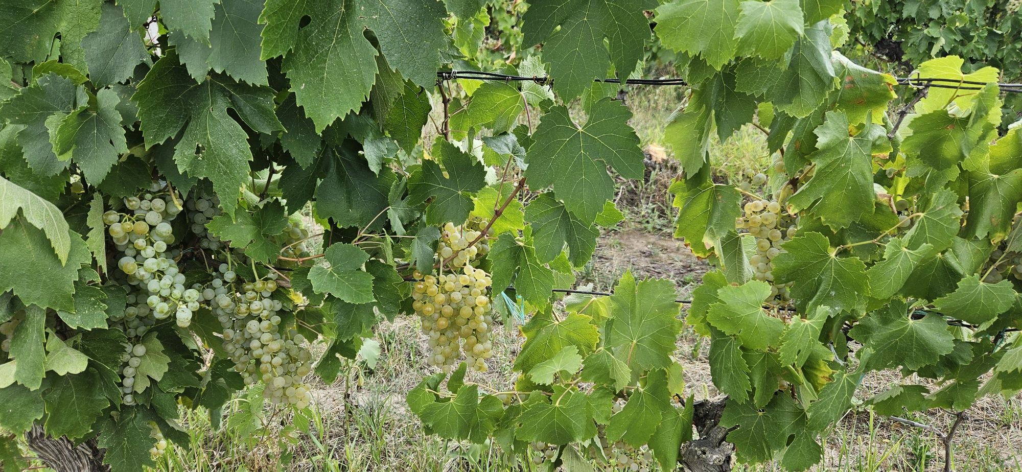 Vand struguri Feteasca Regala Alba