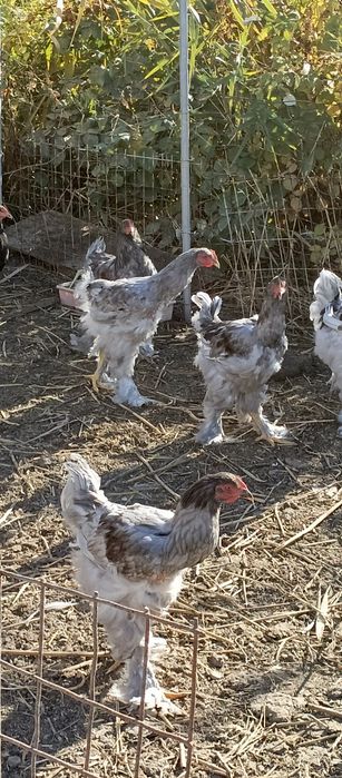 Продам птицу кохинхин