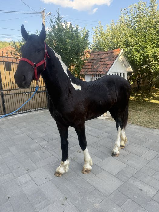 Vand manz si manza tarcata pinto din friesian frizian friz si gipsy