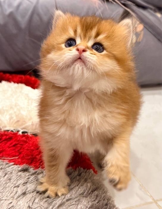 На продаже чистакровный британский золатый шиншиллы