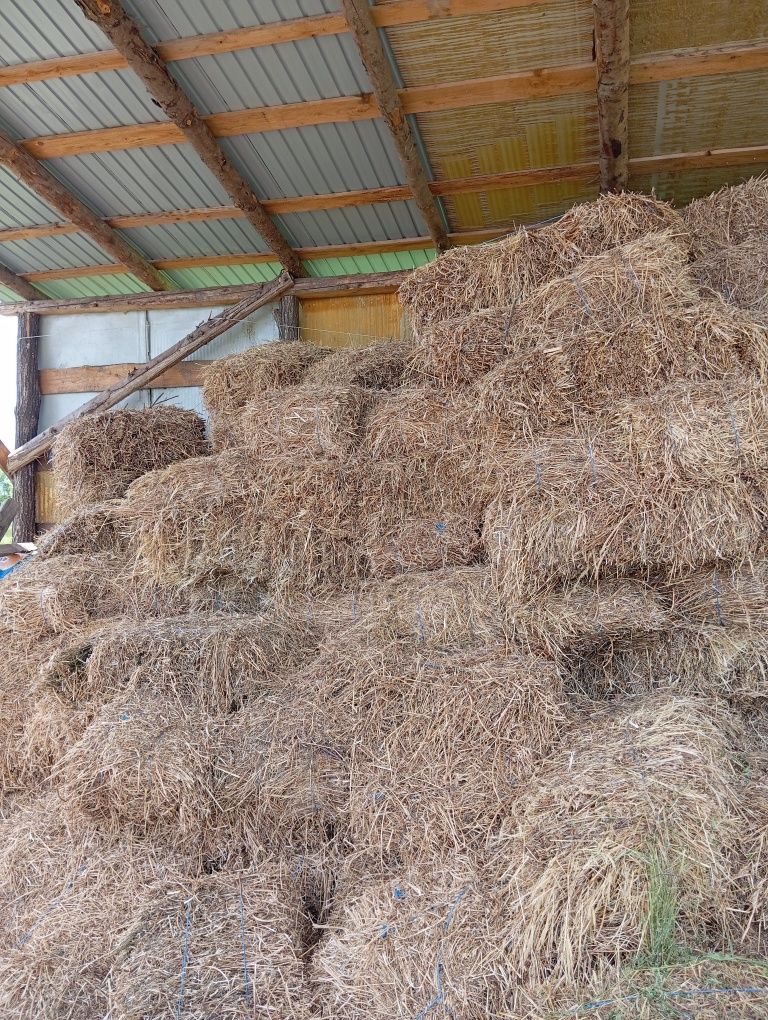 Vând baloți de lucernă