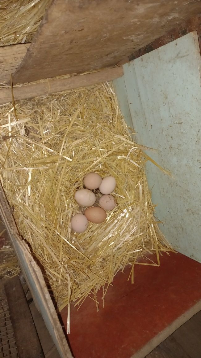 Продаётся яйца домашние.
