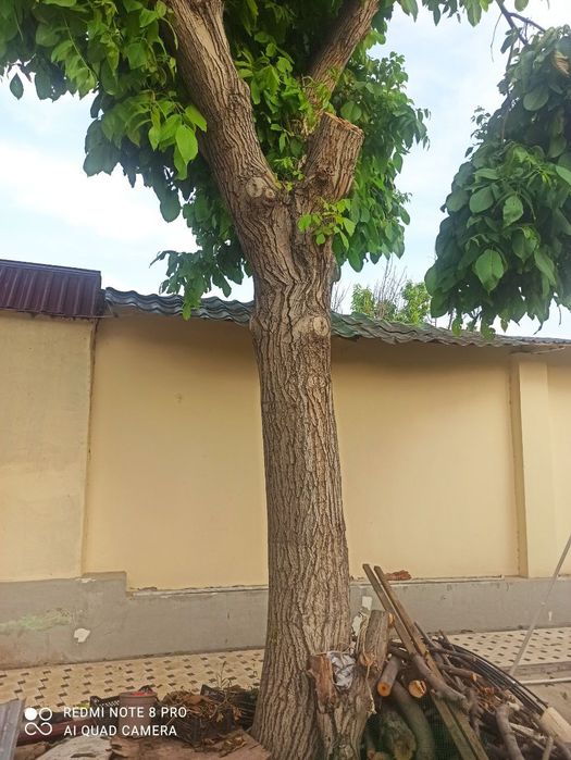 Yongiq daraxti 20 yillik