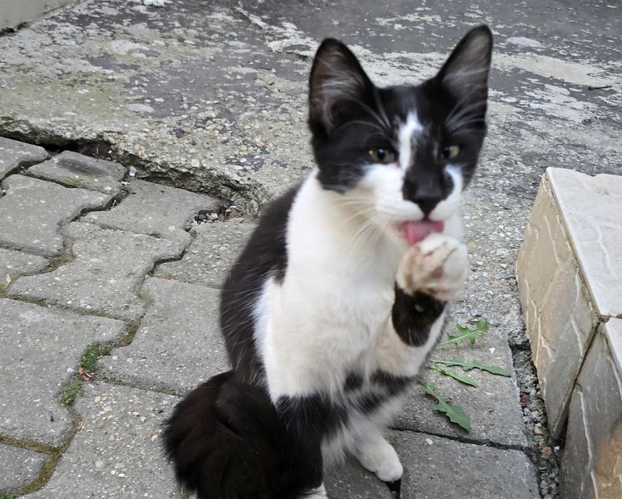Donez doua pisici (mama si pui) blande, prietenoase