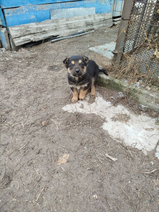 Щенки отдам в хорошие руки