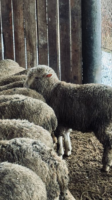 Бараны  (токты) продажа