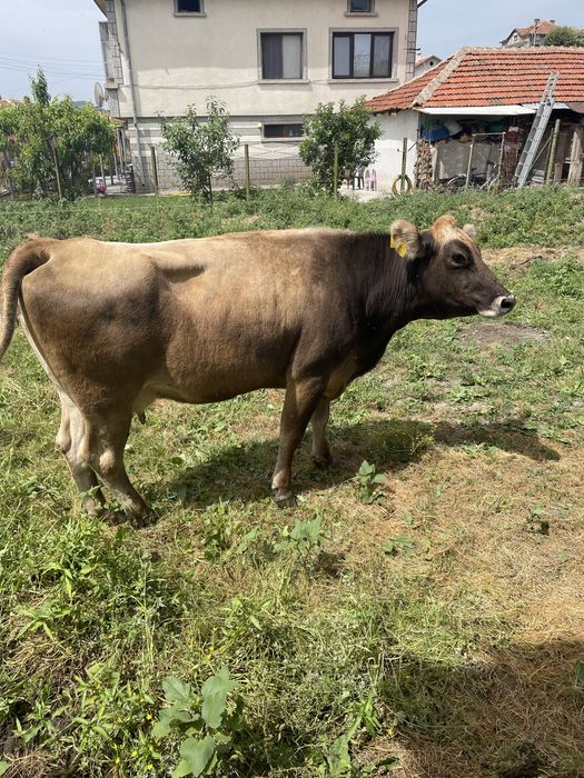 Елитни крави БКГ