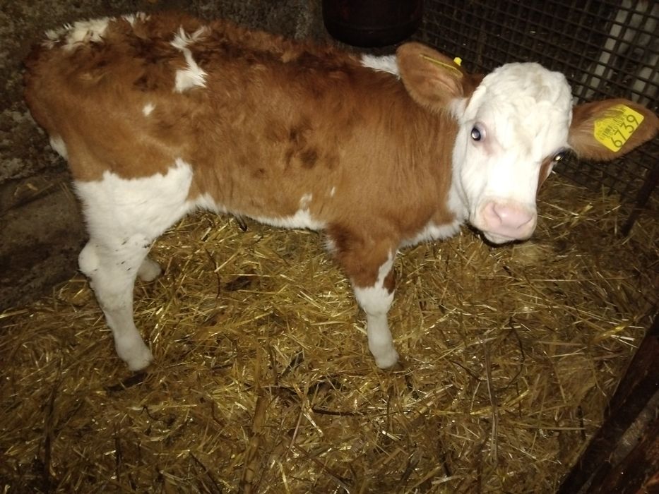 Vand doua vitele foarte frumoase