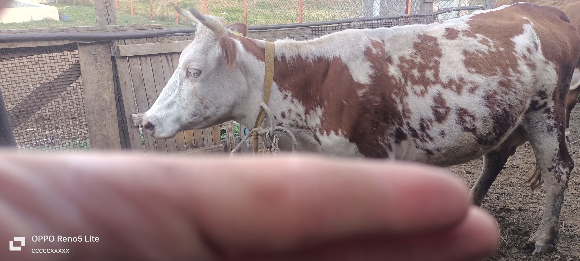 Продаю корову две головый