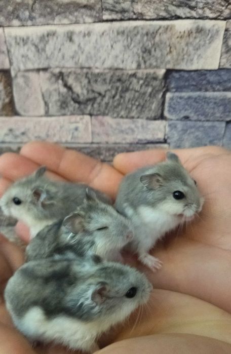 Hamsteri deosebiți diverse culori pui foarte blânzi si cuminți