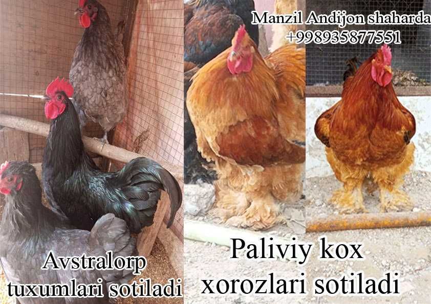 Brama Pal Kox xoroz Qora Avstralorp tovuq zot tuxumlariga zakaz olamiz