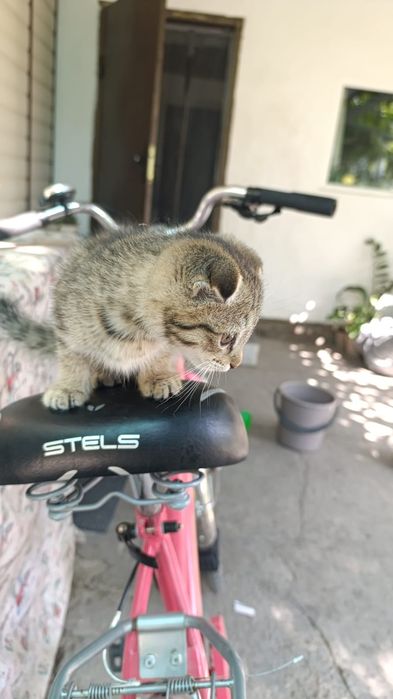 Отдам кошечек в добрые руки