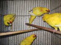 попугаи какарики