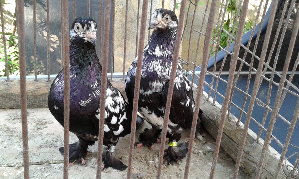 Vând porumbei încălțați de Arad ( Tipleri )