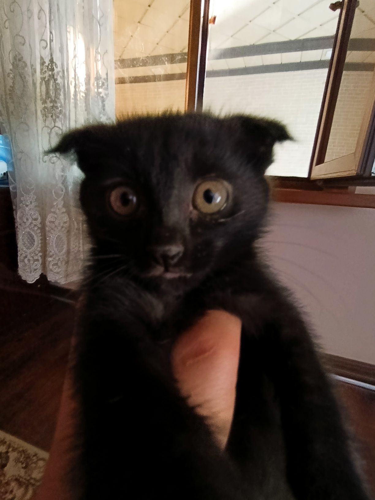 Веслоухие котята