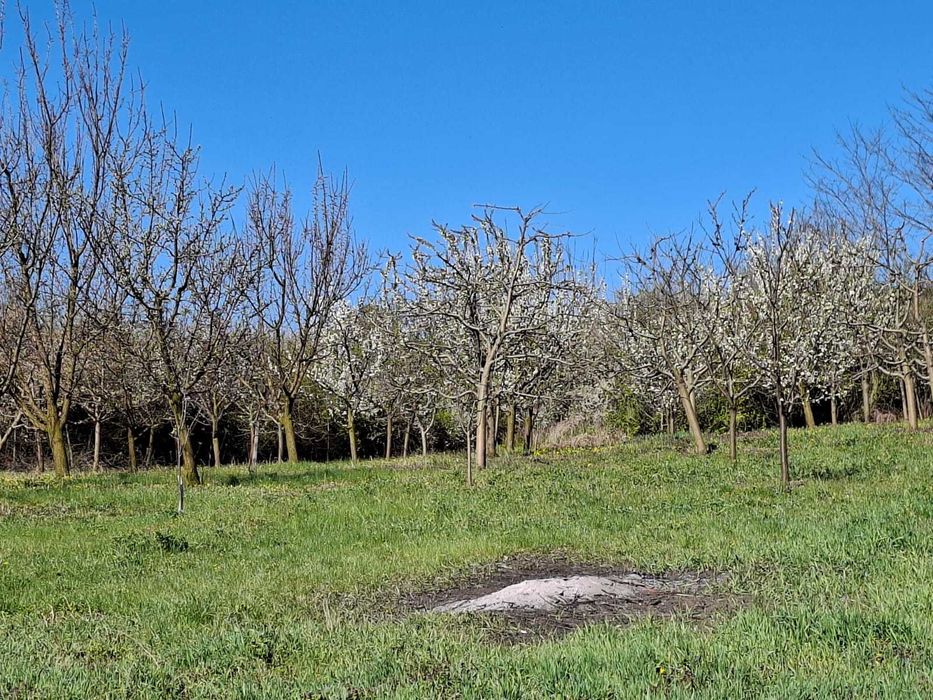 TEREN BERGHIN 6000 mp/livada cu rulota ingradit