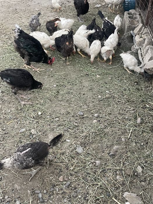 Xonaki Yovuqla 80.000 dan Donasi Kelishiladi Optimga