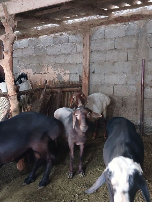 Zotdor qoʻzilar alohida parvarish qilingan.Srochno motivation.