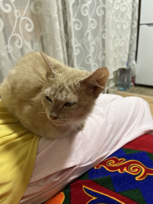 Отдам котенка рыжего