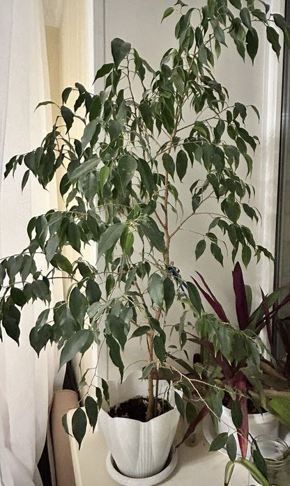 Большой Цветок домашний