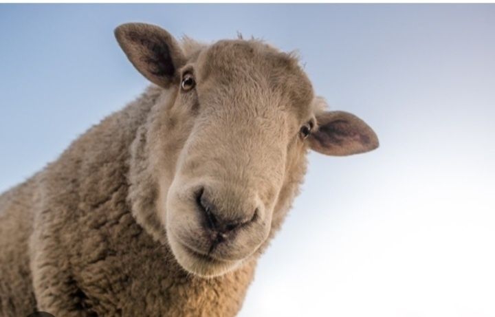 Продам баран валухи,и ярки