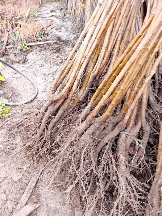 Pomi fructiferi certificati